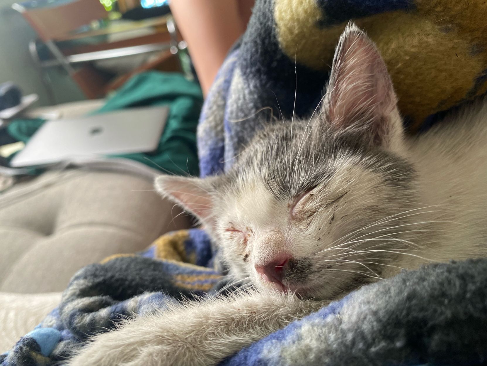 Stowaway kitty survives wild ride to Napa